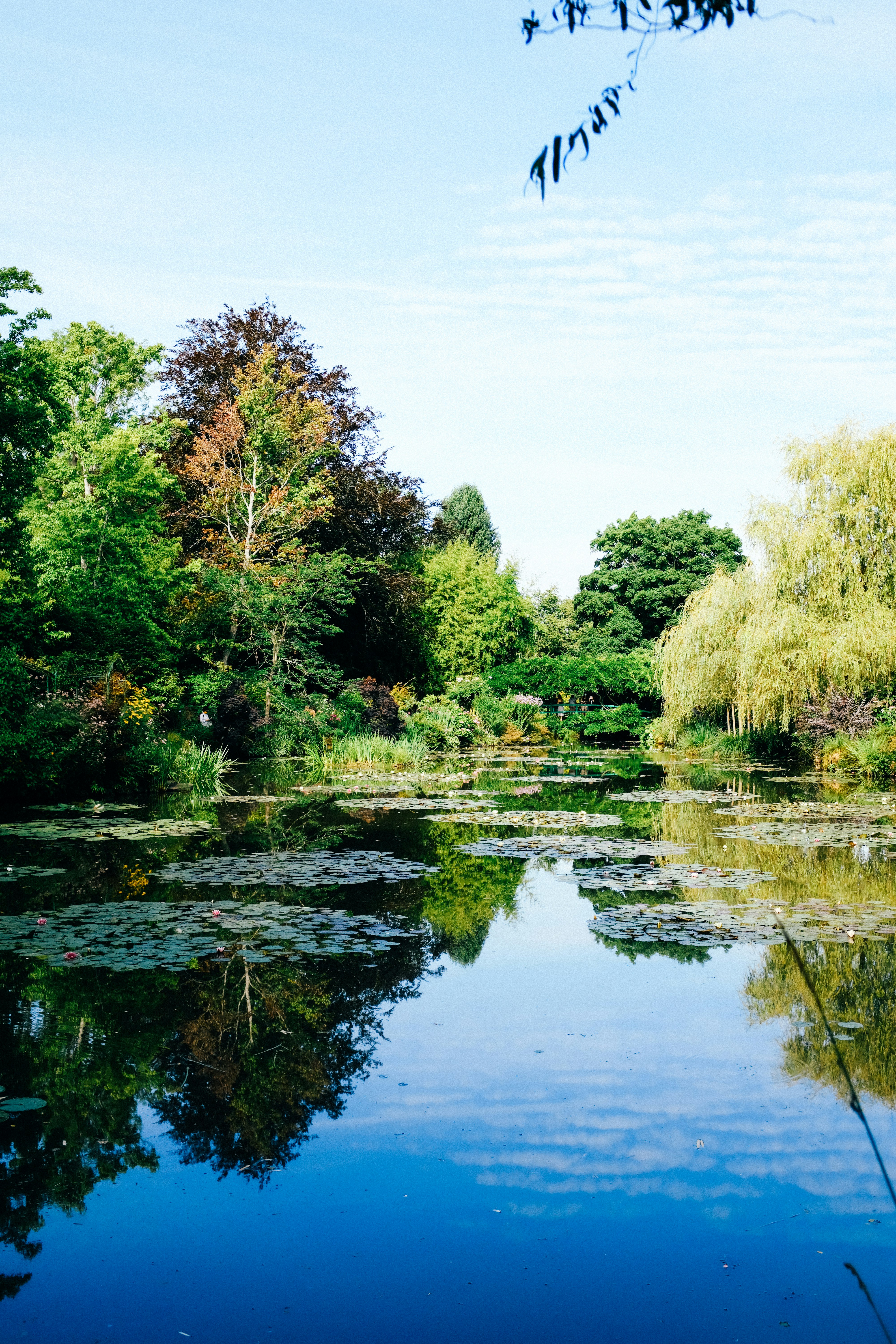 green trees beside river under blue sky during daytime